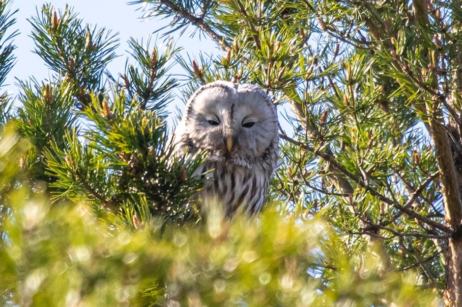 Ural Owl