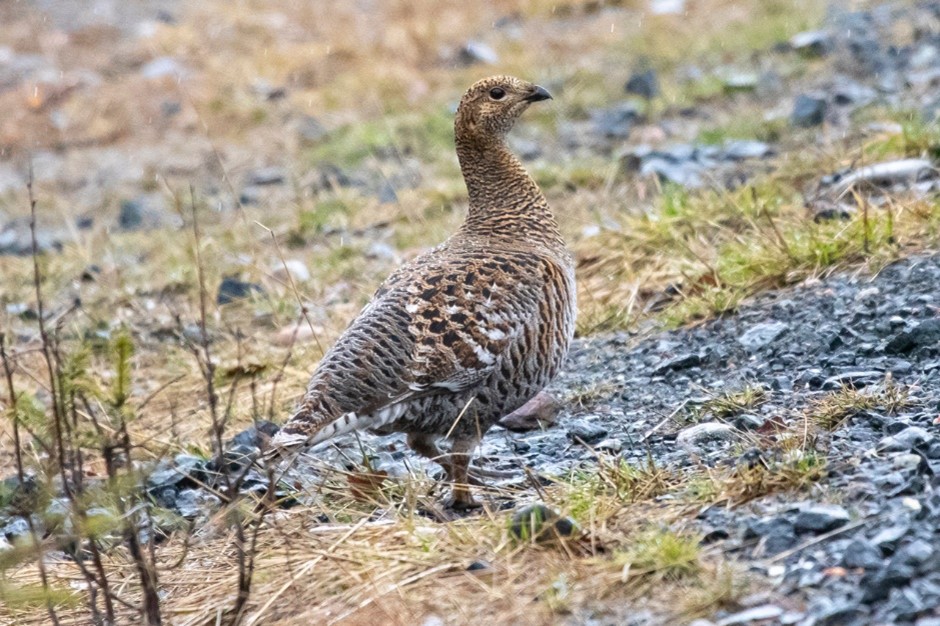 Western Capercaillie