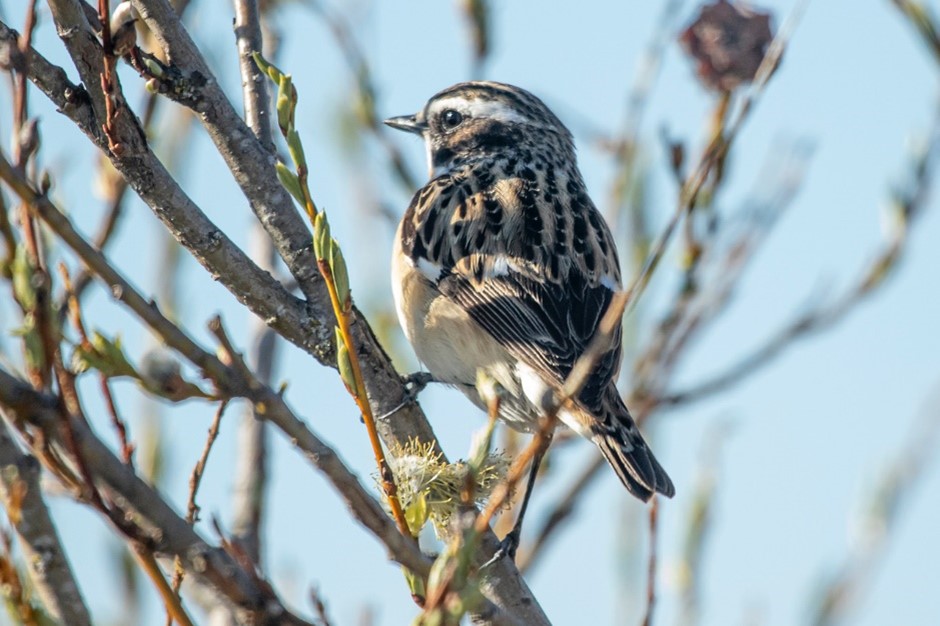 Whinchat