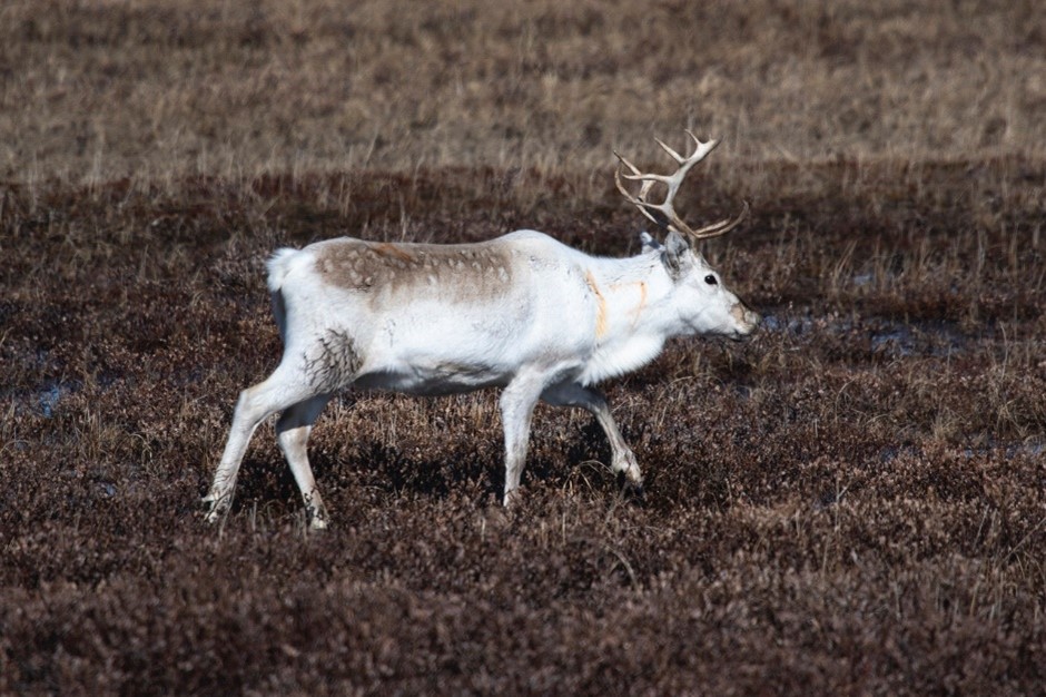 Reindeer