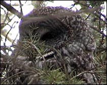 Great Gray Owl — Amherst Island, Ontario
