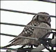Northern Hawk Owl — Perched on television antenna Welcome Ontario