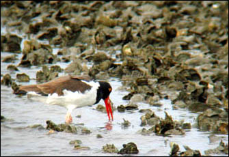 American Oystercatcher