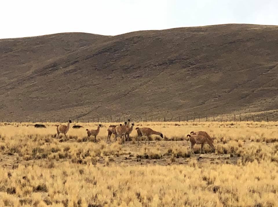 Guanaco grazing