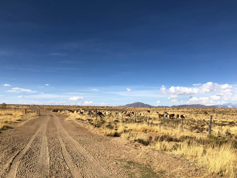 Llama Pasture