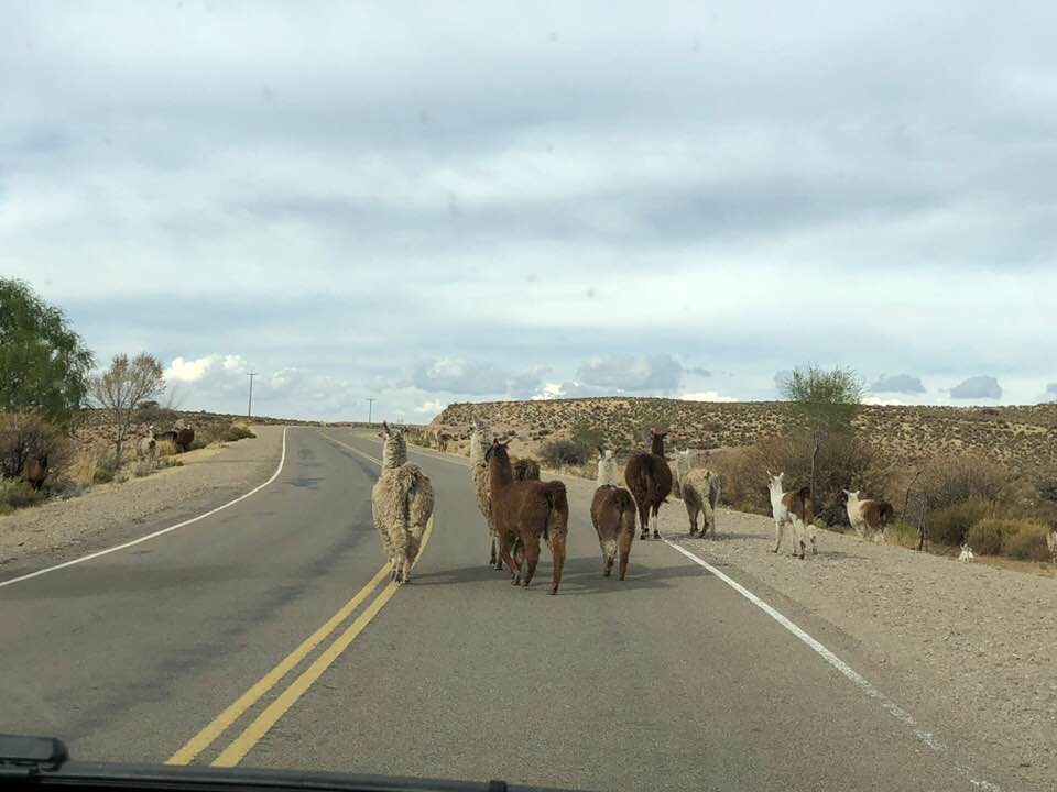 Llamas in the road