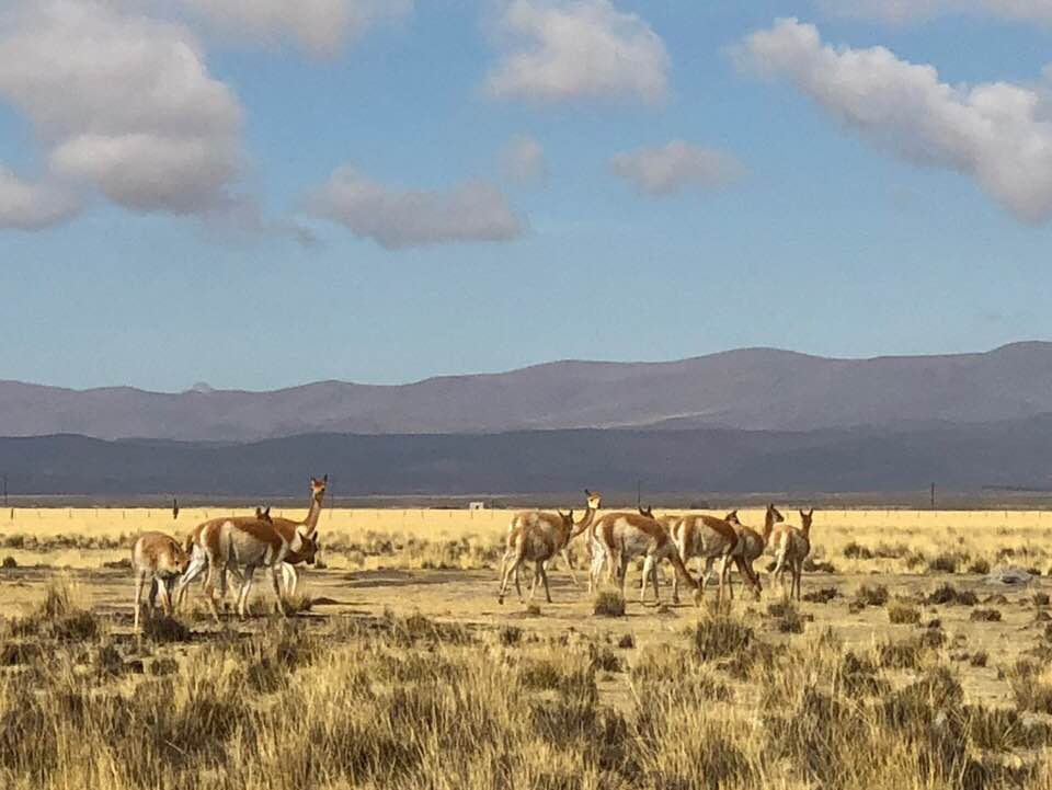 Vicuña Grazing