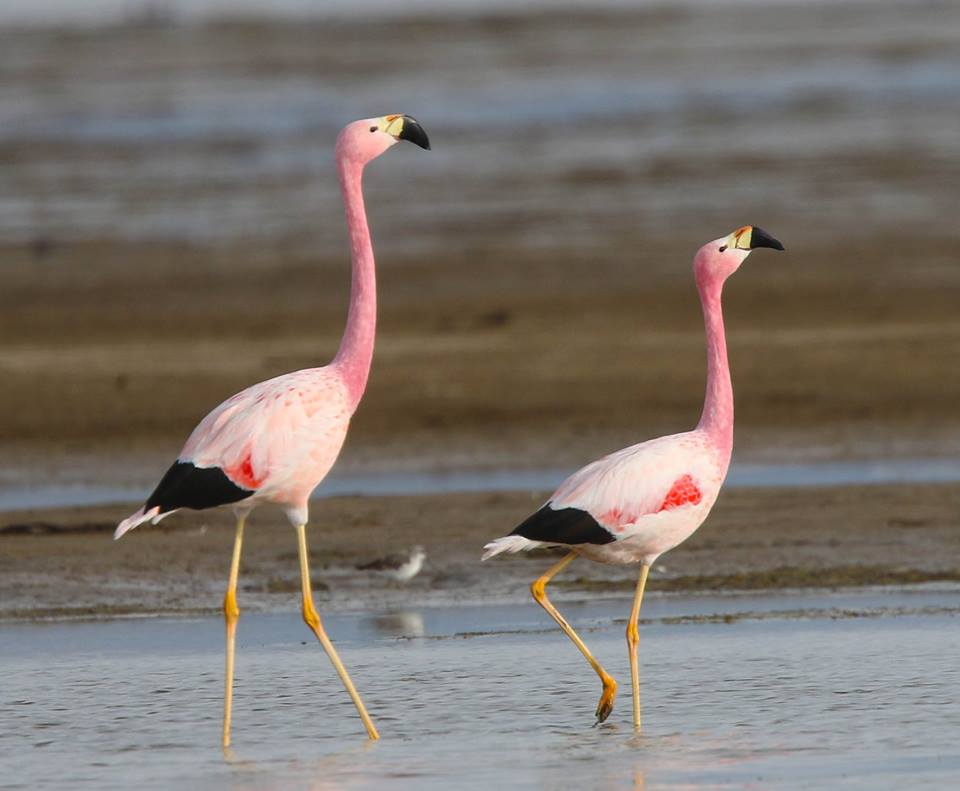 Andean Flamingos