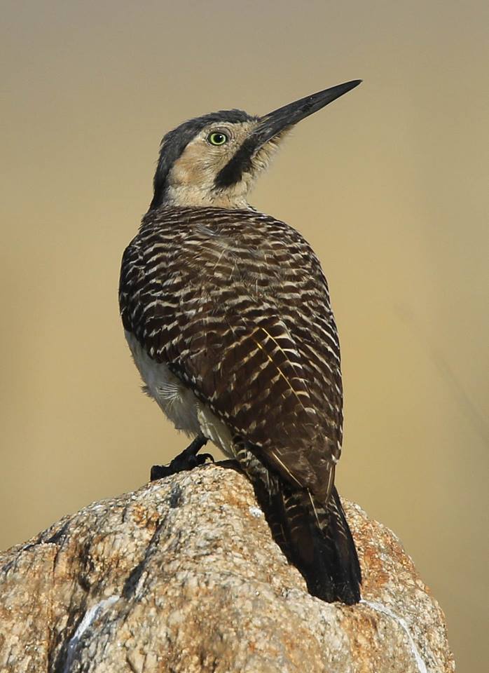 Andean Flicker