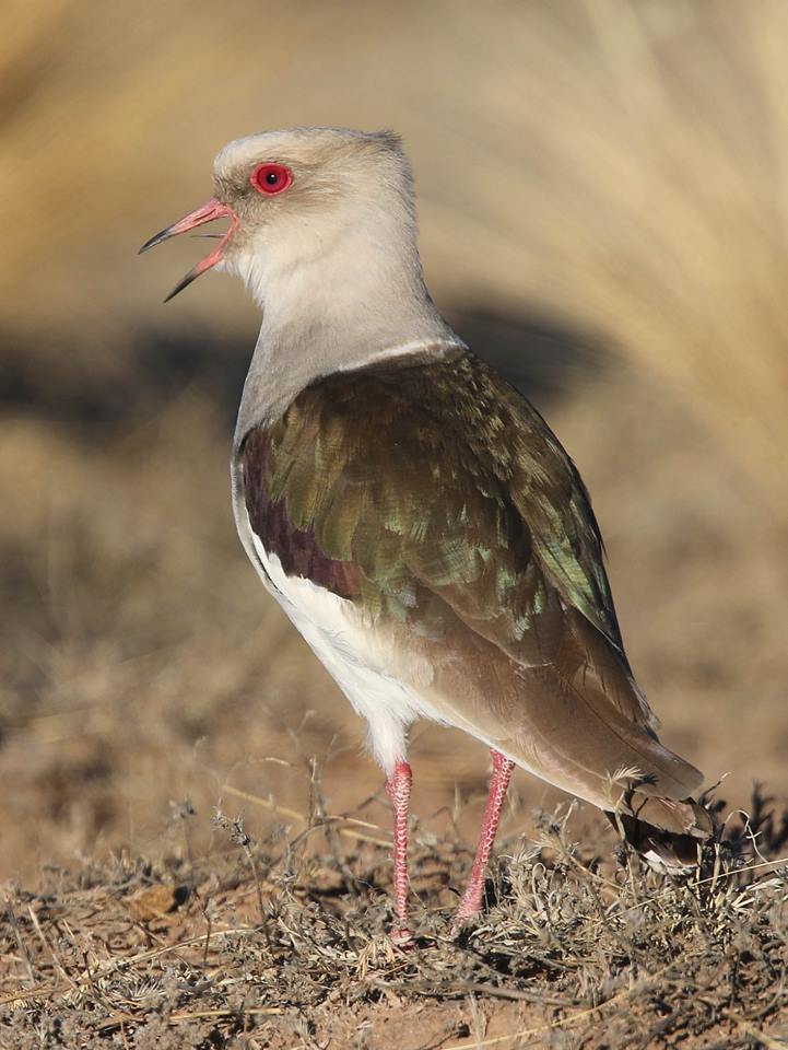 Andean Lapwing