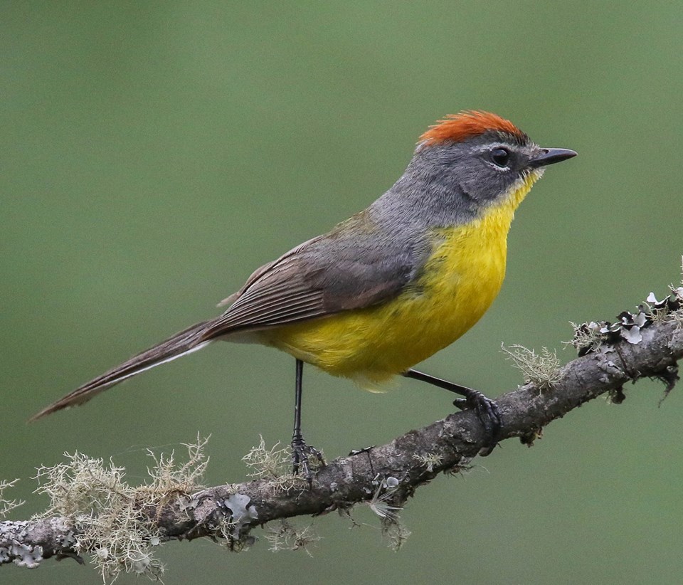 Brown-capped Redstart