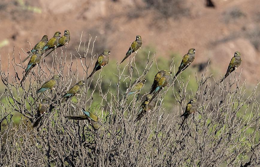 Burrowing Parakeets