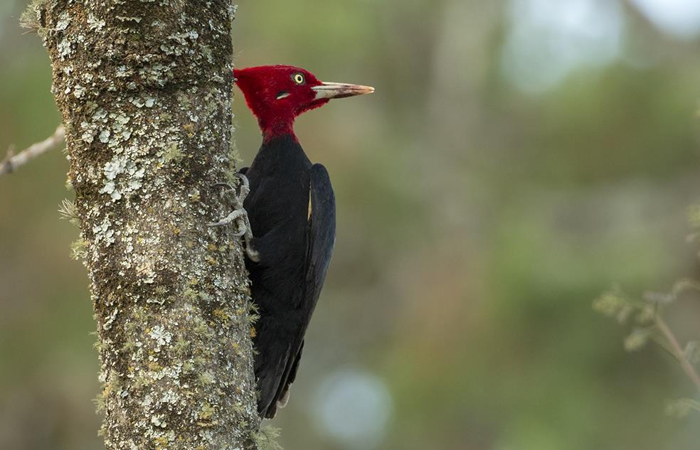 Cream-backed Woodpecker