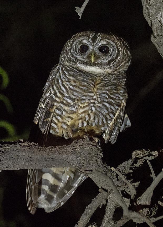 Chaco Owl