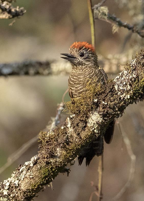 Dot-fronted Woodpecker