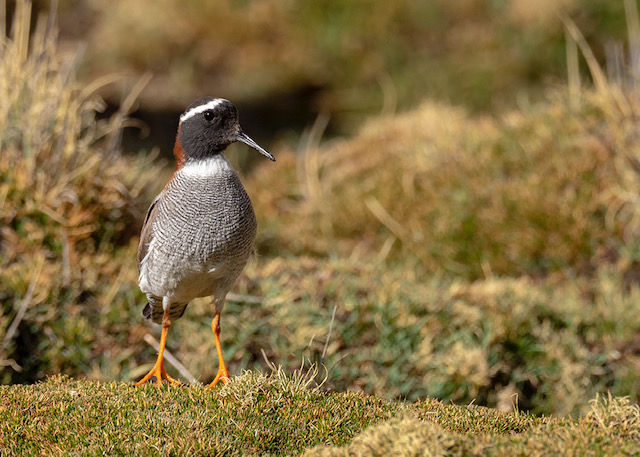 Diademed Sandpiper-Plover