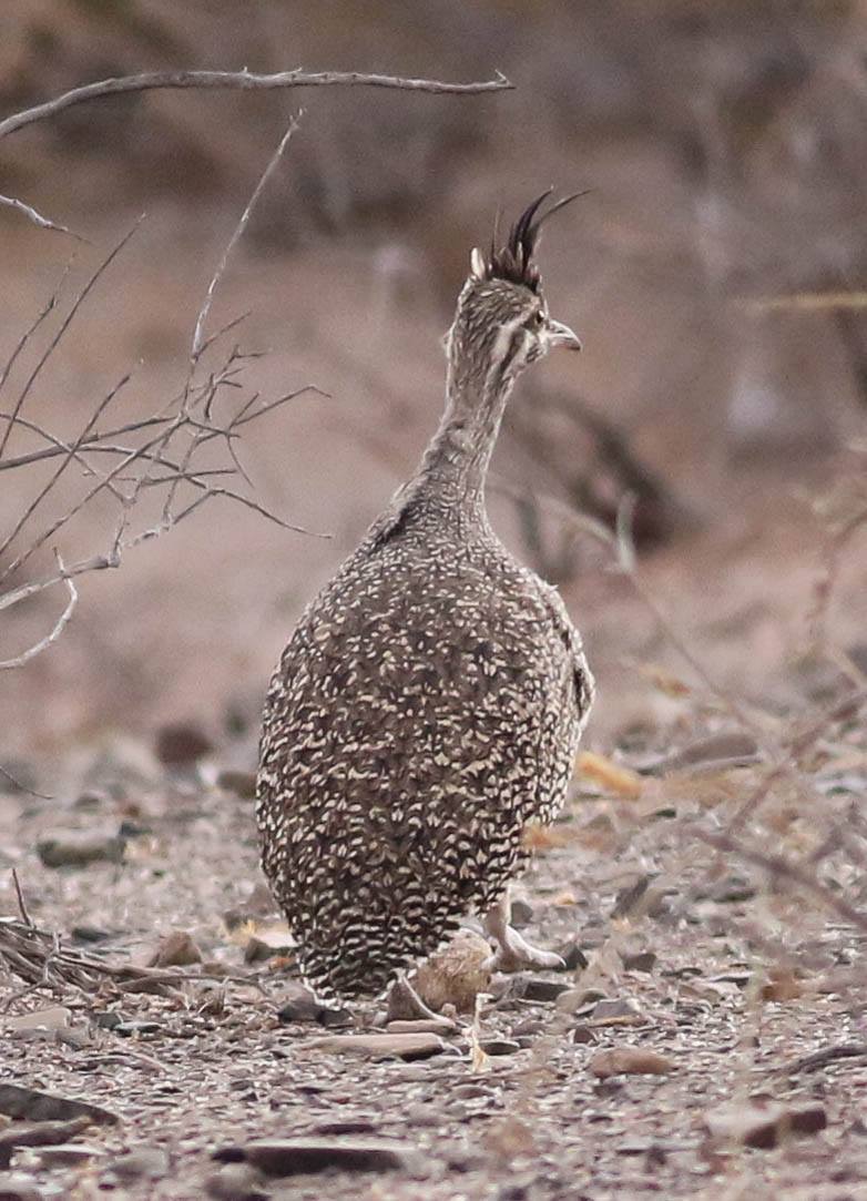 Elegant-crested Tinamou