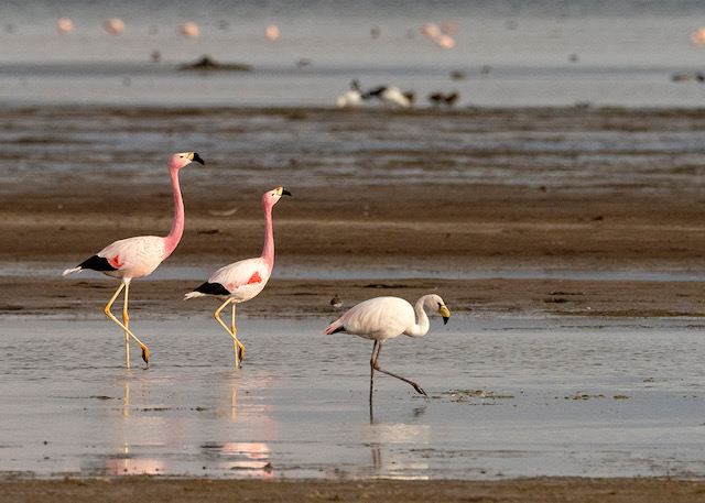 Flamingos