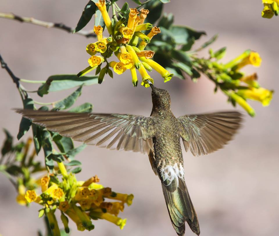 Giant Hummingbird