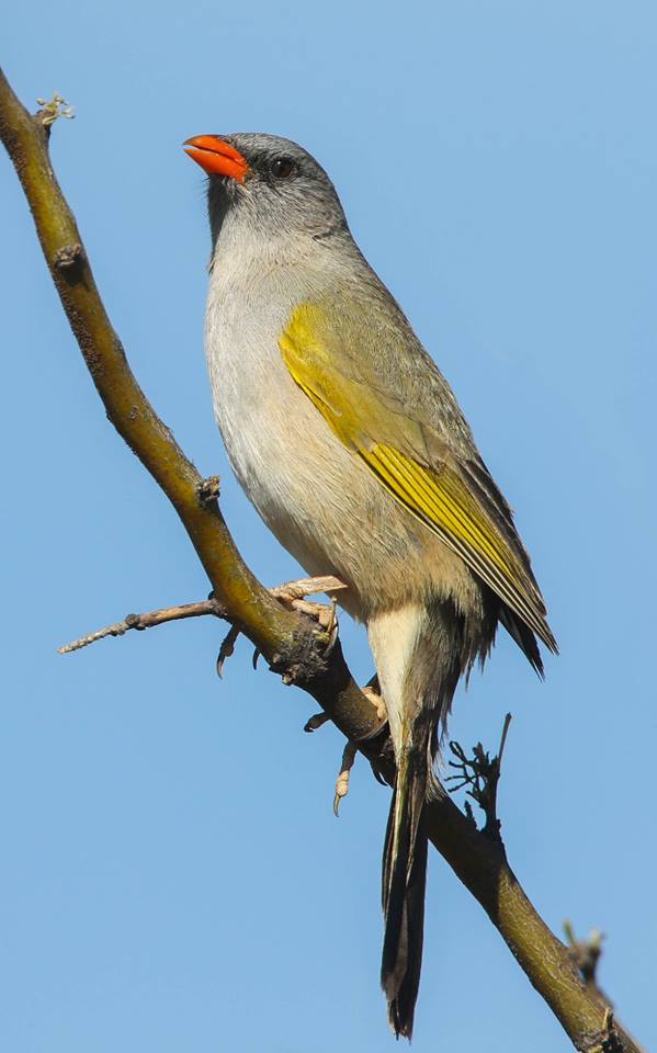 Great Pampas Finch