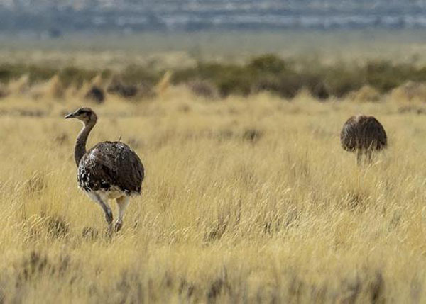 Lesser (Puna) Rheas