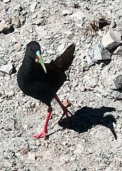 Plumbeous Rail