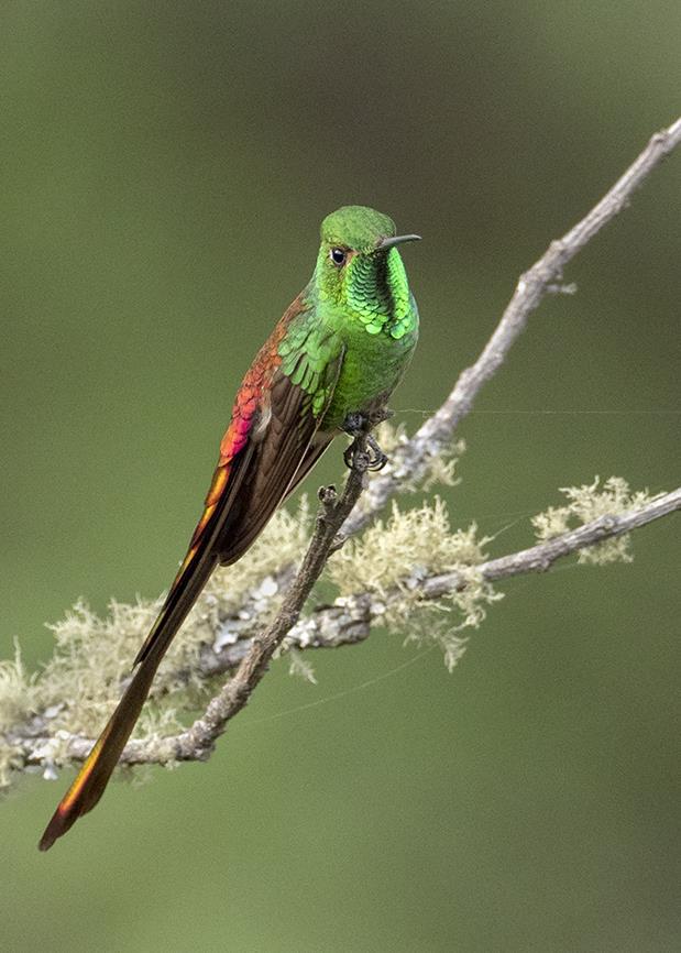 Red-tailed Comet