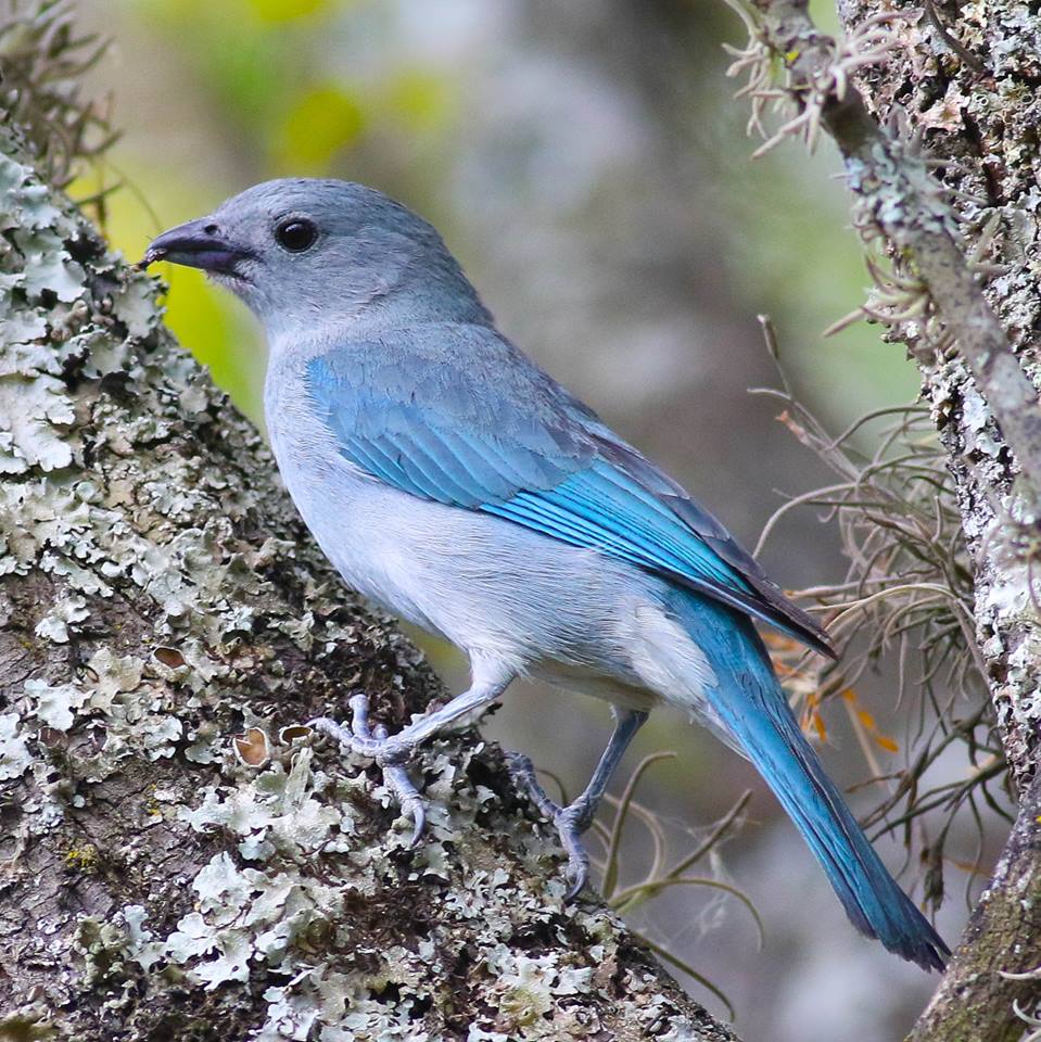 Sayaca Tanager