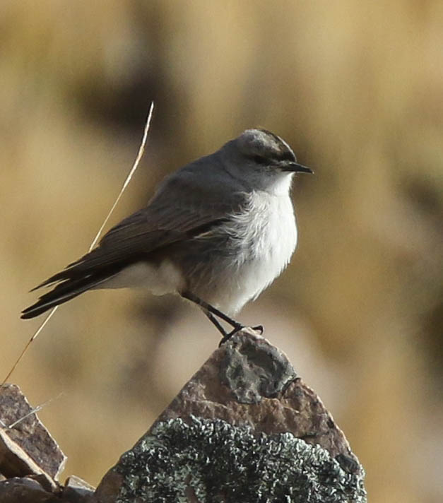 White-browed Chat-Tyrant