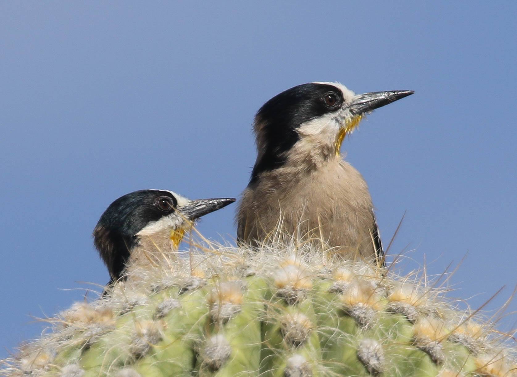 White-fronted Woodpeckers