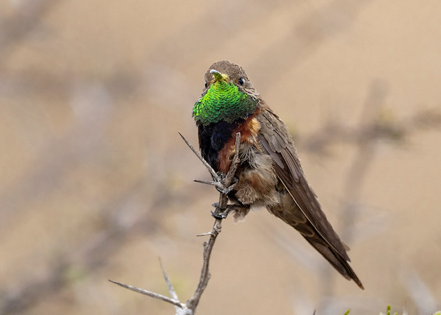 Wedge-tailed Hillstar