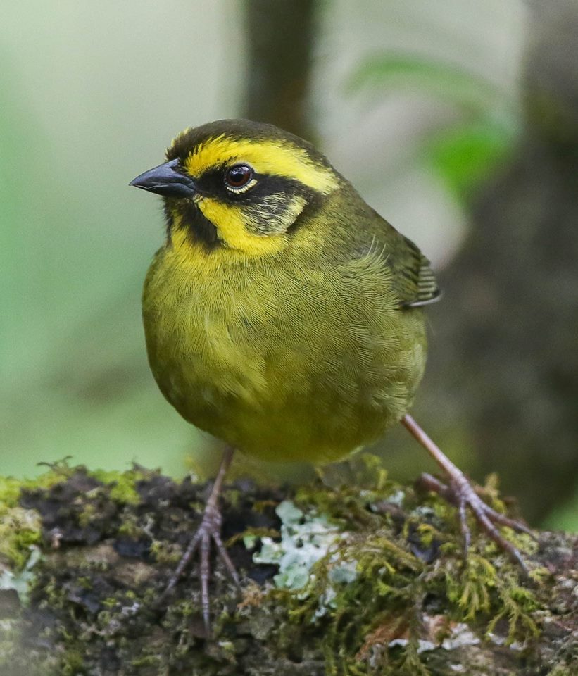 Yellow-striped Brushfinch