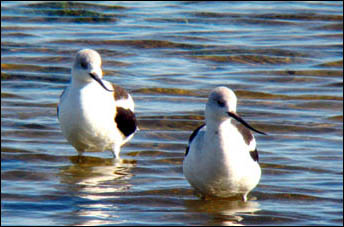 Avocet