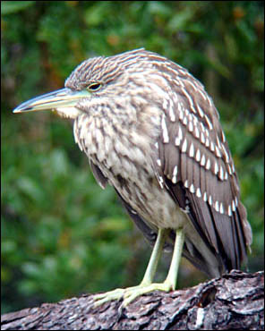 Black-crowned Night Heron