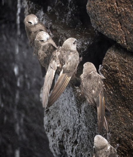 Swifts behind Falls
