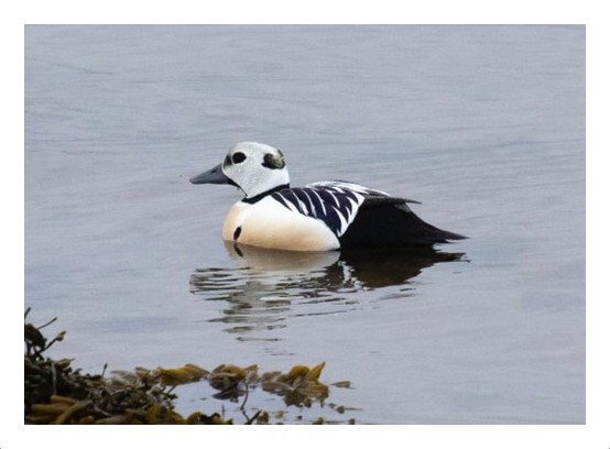 Steller's Eider