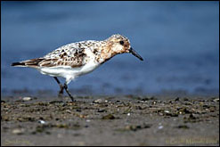 Sanderling — ©Geoff Malosh 2006