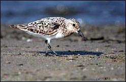 Sanderling — ©Geoff Malosh 2006