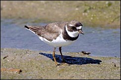 Semipalmated Plover — ©Geoff Malosh 2006