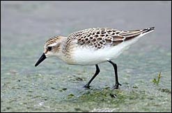 Semipalmated Plover — ©Geoff Malosh 2006