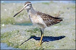 Short-billed Dowitcher — ©Geoff Malosh 2006