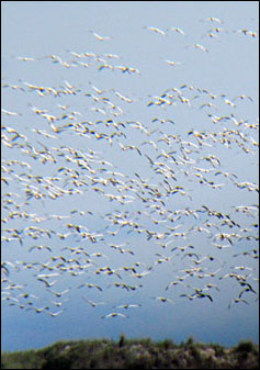 Snow Geese in Flight