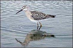 Stilt Sandpiper — ©Geoff Malosh 2006