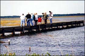 The boardwalk at The Wetlands Institute before all of the New Jersey birders arrived to see the Sharp-tailed Sandpiper