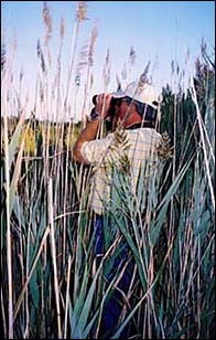 Mike Leahy blazing a trail to get a better view of the birds at Port Mahon, DE.