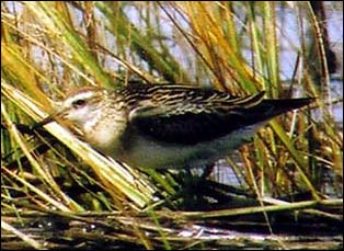 THE BIRD — the first documented Sharp-tailed Sandpiper in New Jersey