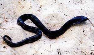 A hog-nosed snake distracted us while we were looking for Brown-headed Nuthatches at Cape Henlopen, DE