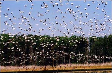 Thousands of Snow Geese at Bombay Hook, DE.